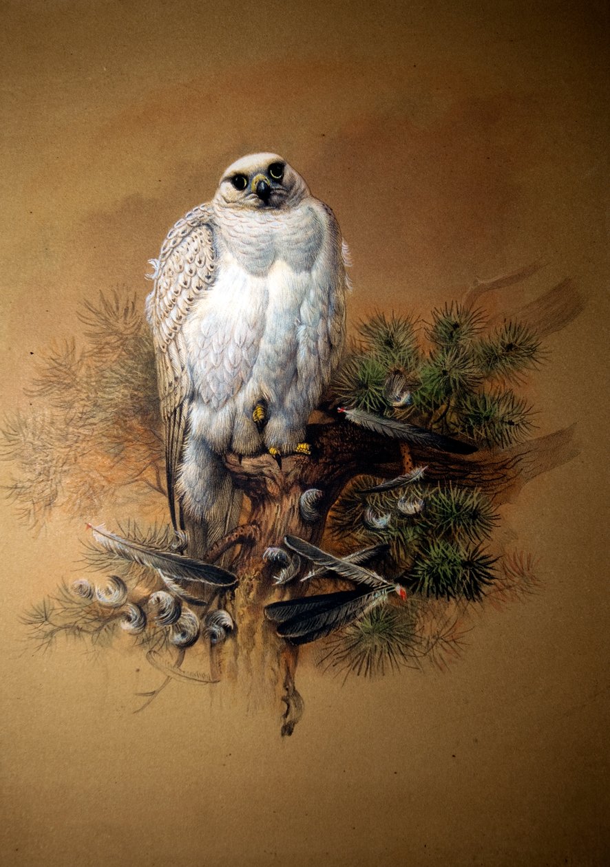 Greenland Gyrfalcon by Joseph Wolf
