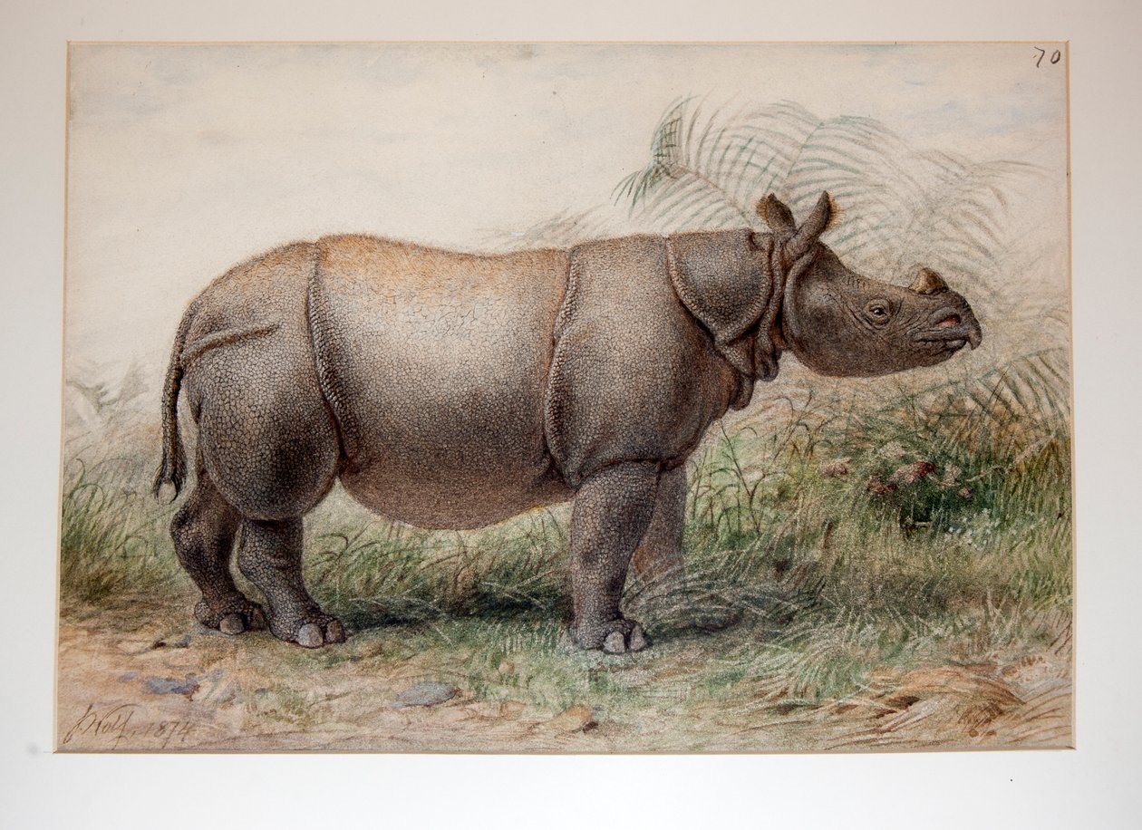 Javan Rhinoceros by Joseph Wolf