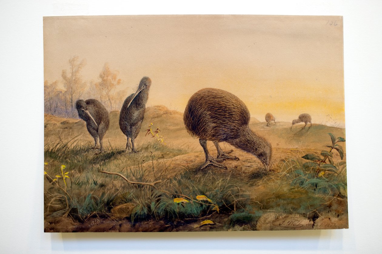 Kiwi Mantells, 1852 by Joseph Wolf