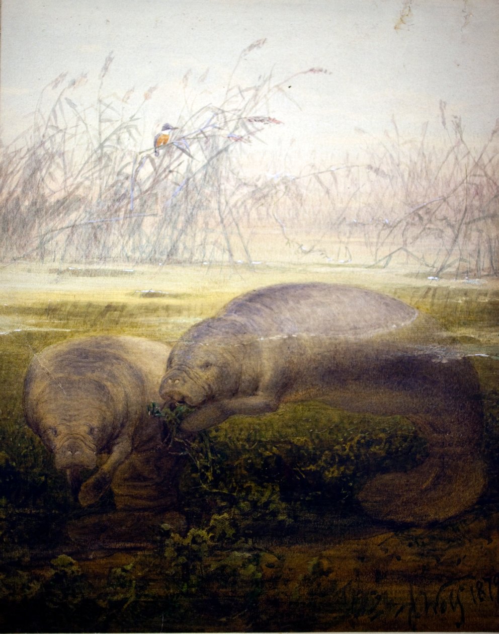 Manatee, 1879 by Joseph Wolf