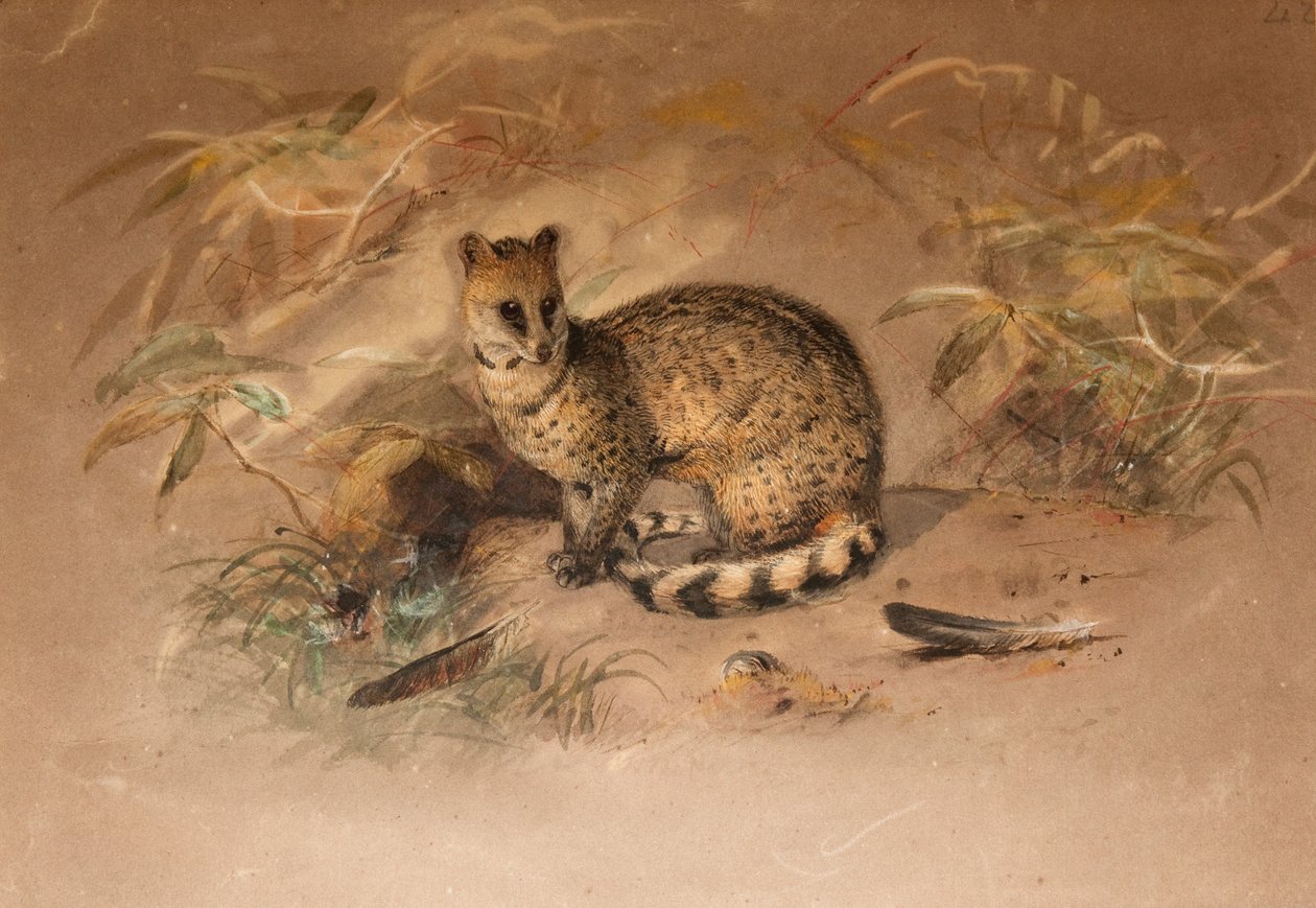 Rasse - Vivericula malaccensis by Joseph Wolf