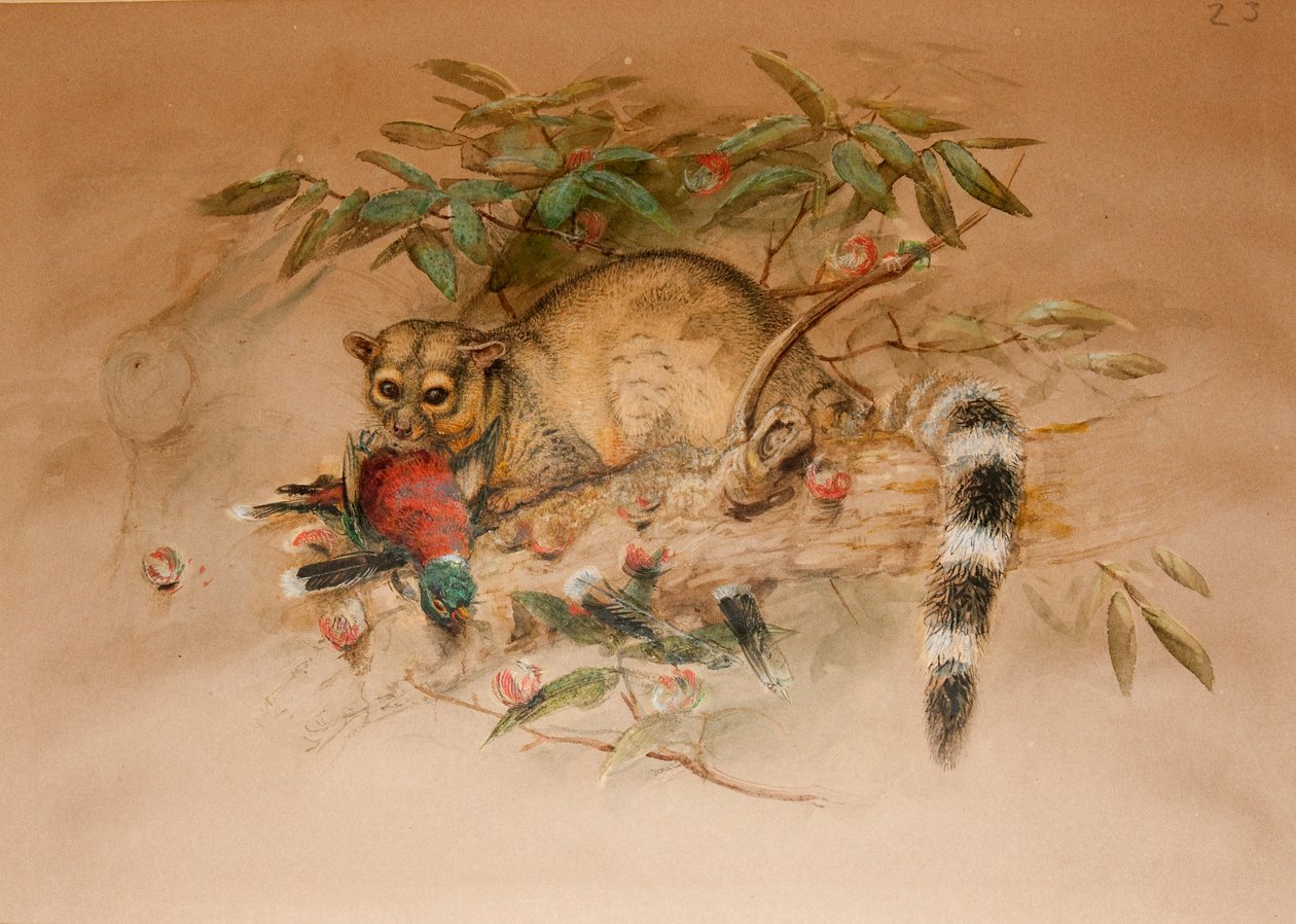 The Bassaris - Bassaris astuta by Joseph Wolf