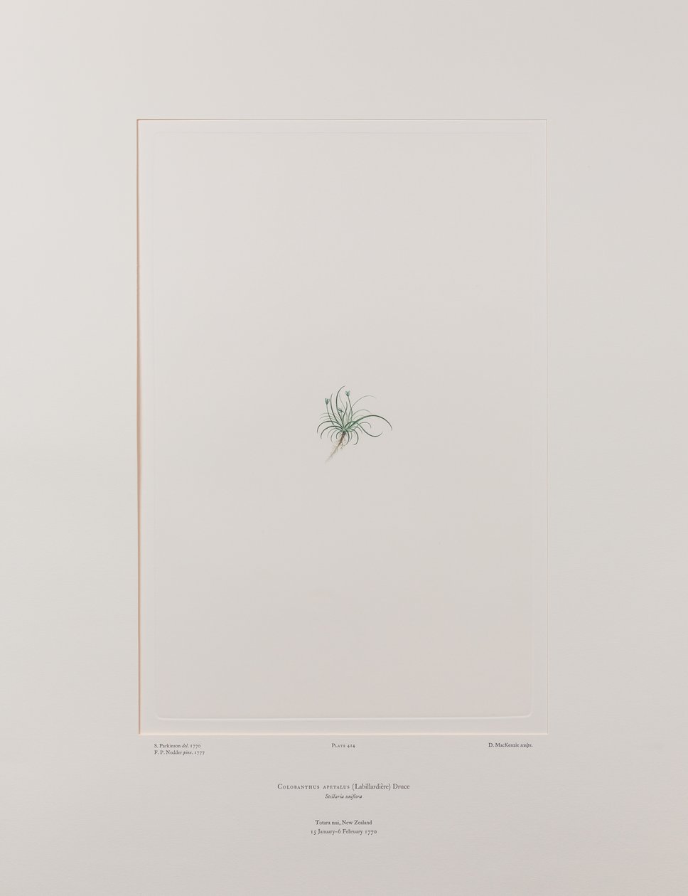 Colobanthus apetalus (Caryophyllaceae) - Plate 414, Banks