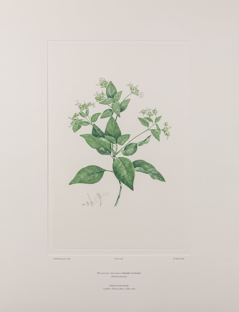 Dicliptera bracteata (Acanthaceae) - Plate 636, Banks