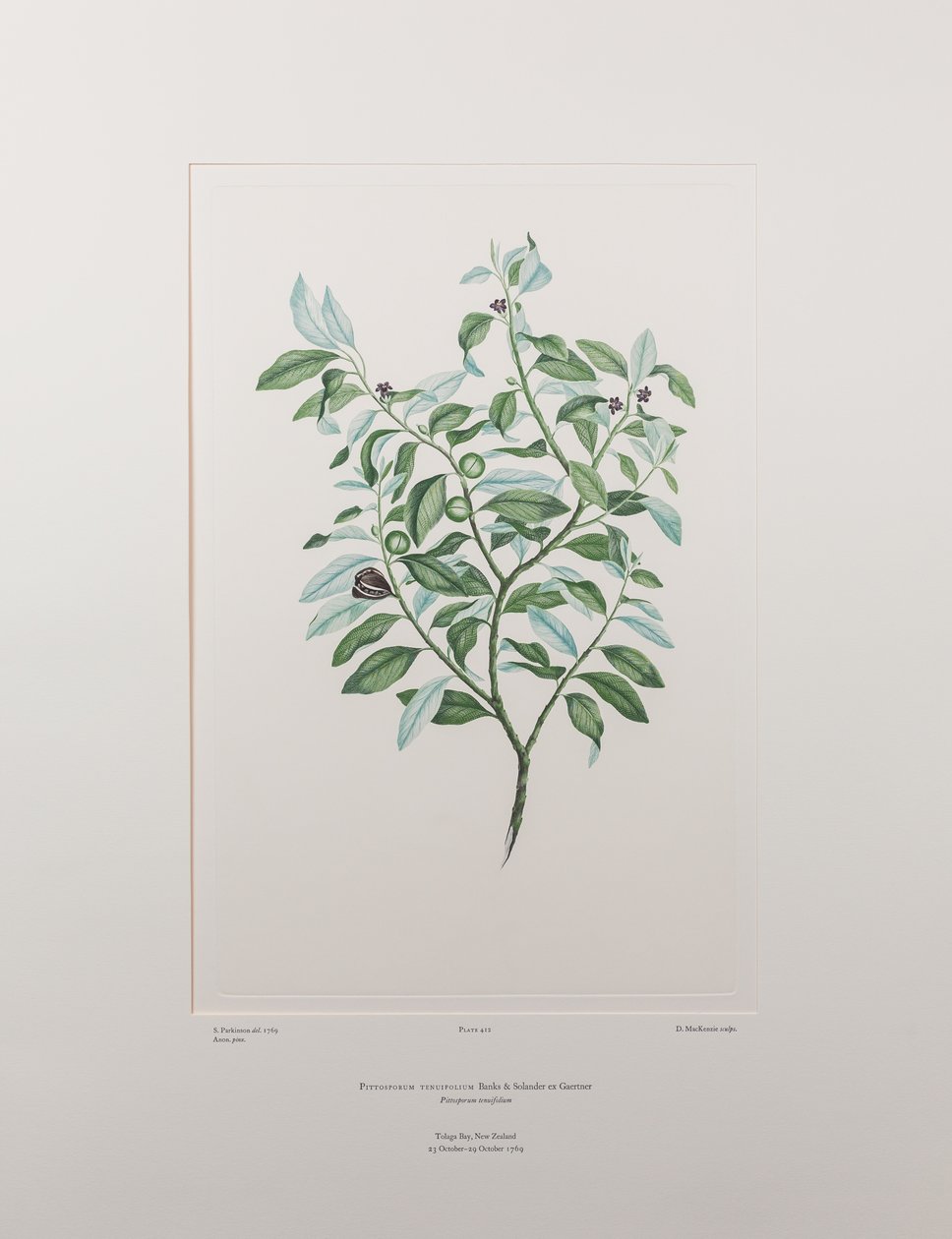 Pittosporum tenuifolium (Pittosporaceae) - Plate 412, Banks