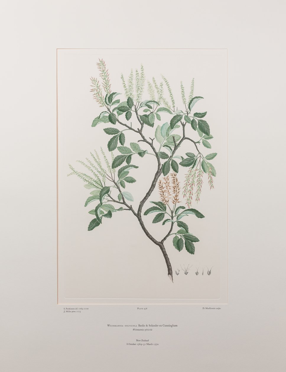 Weinmannia sylvicola (Cunoniaceae) - Plate 436, Banks