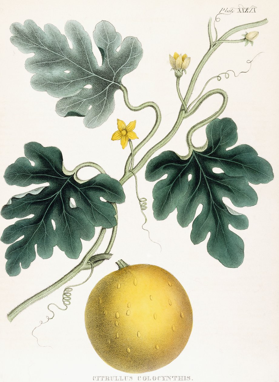 Colocynth, from Illustrations of Medical Botany by Joseph Carson