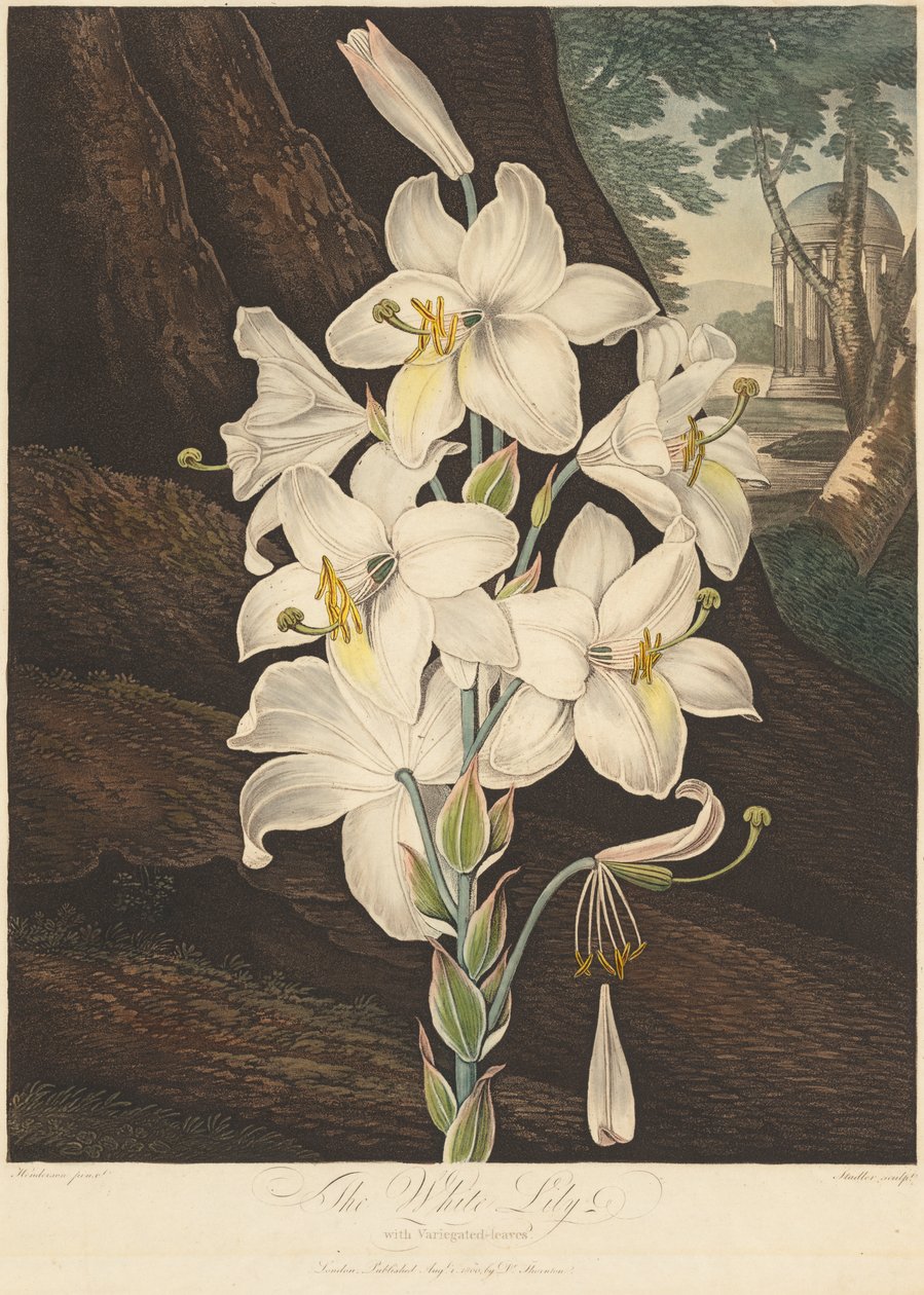 The Temple of Flora; or Garden of Nature: White Lily with Variegated Leaves by Joseph Constantine Stadler