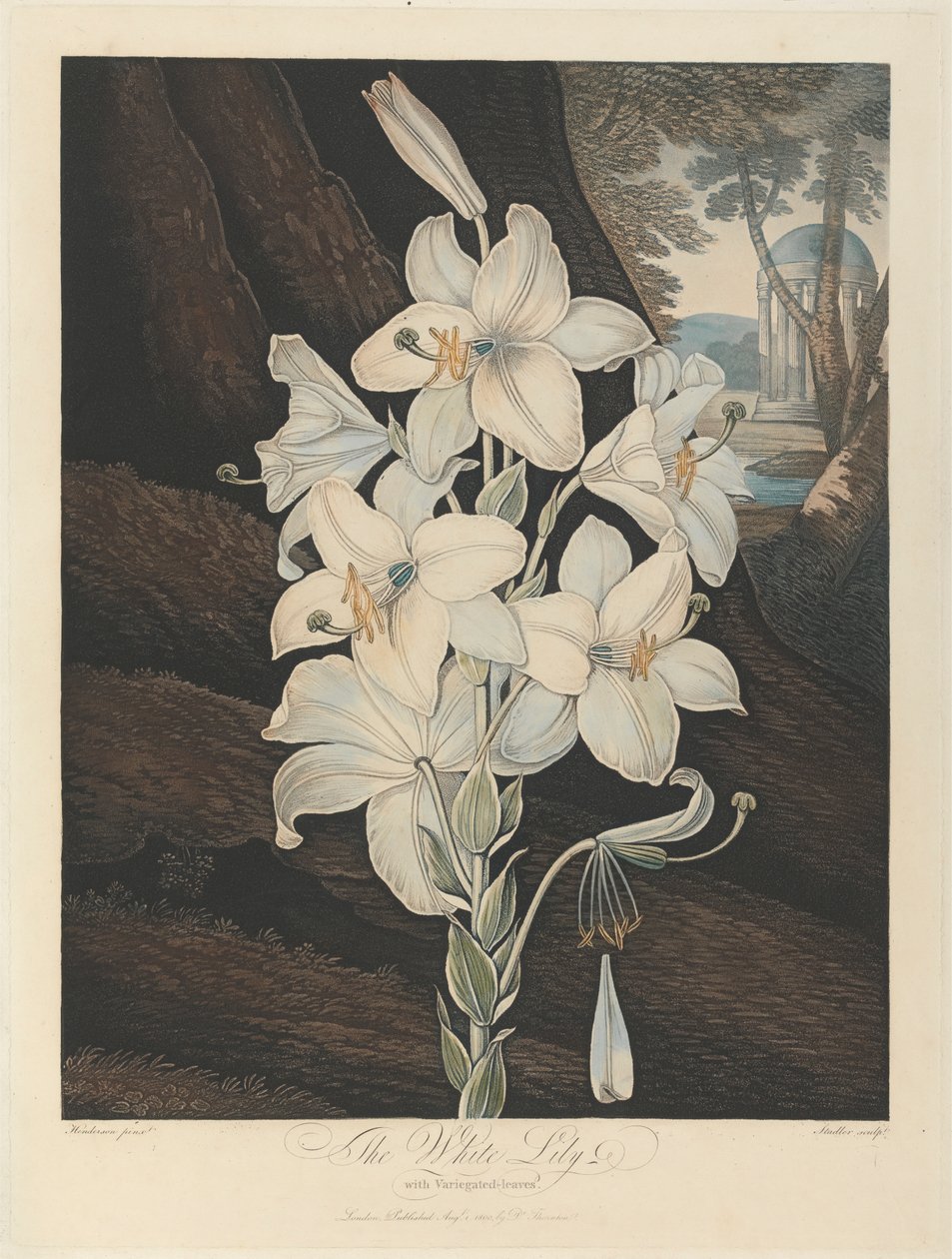 The White Lily with Variegated-Leaves, 1800, from Robert John Thornton, the 