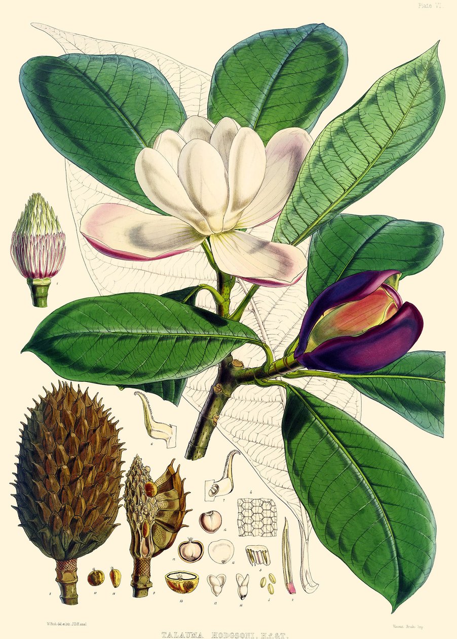 Magnolia hodgsonii by Joseph Dalton Hooker