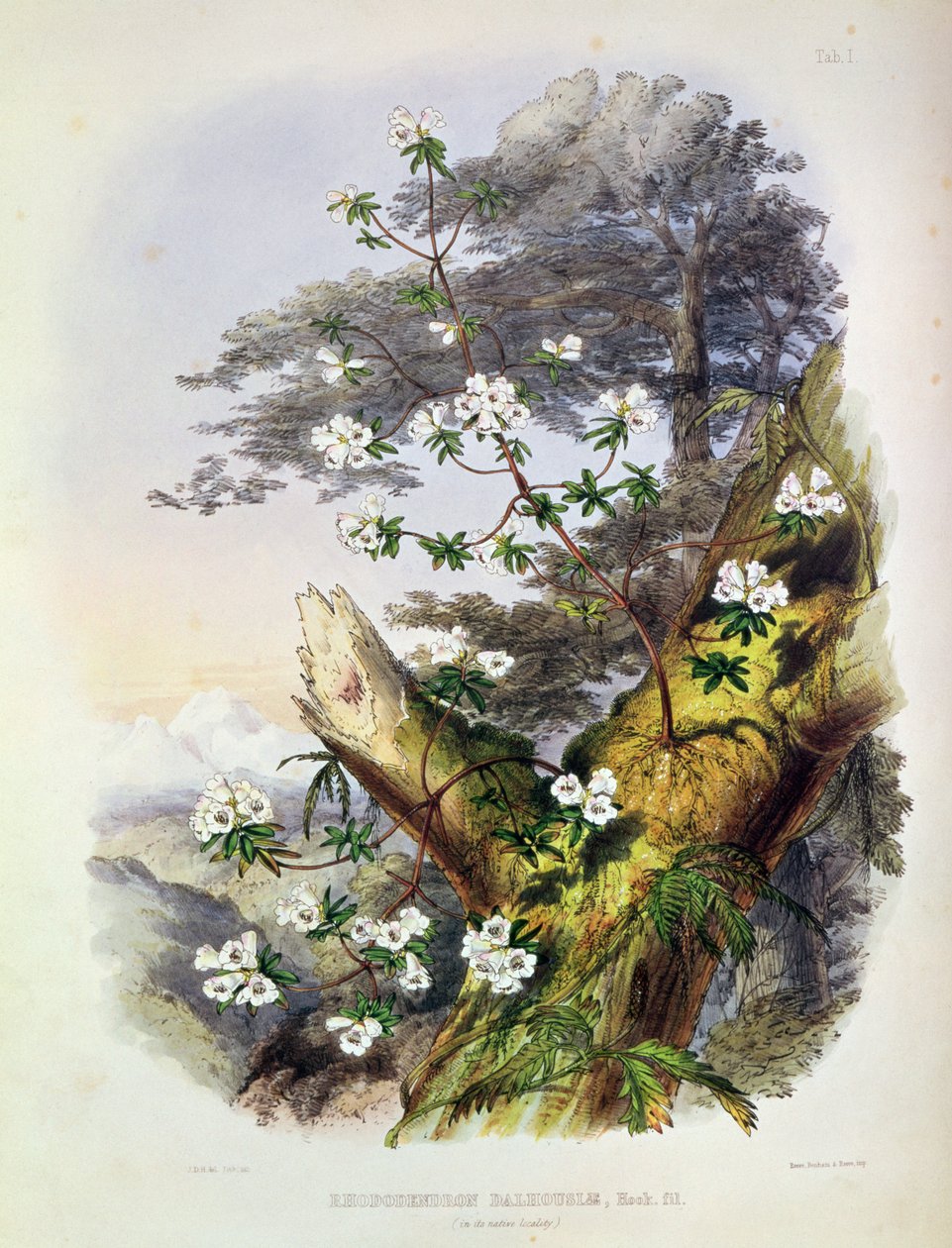 Rhododendron: Dalhousie, drawing from 