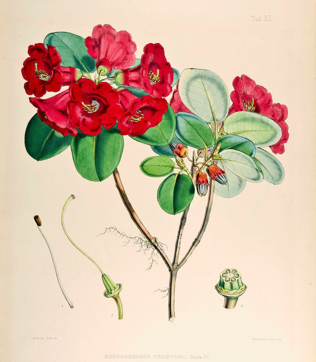 Rhododendron thomsonii by Joseph Dalton Hooker