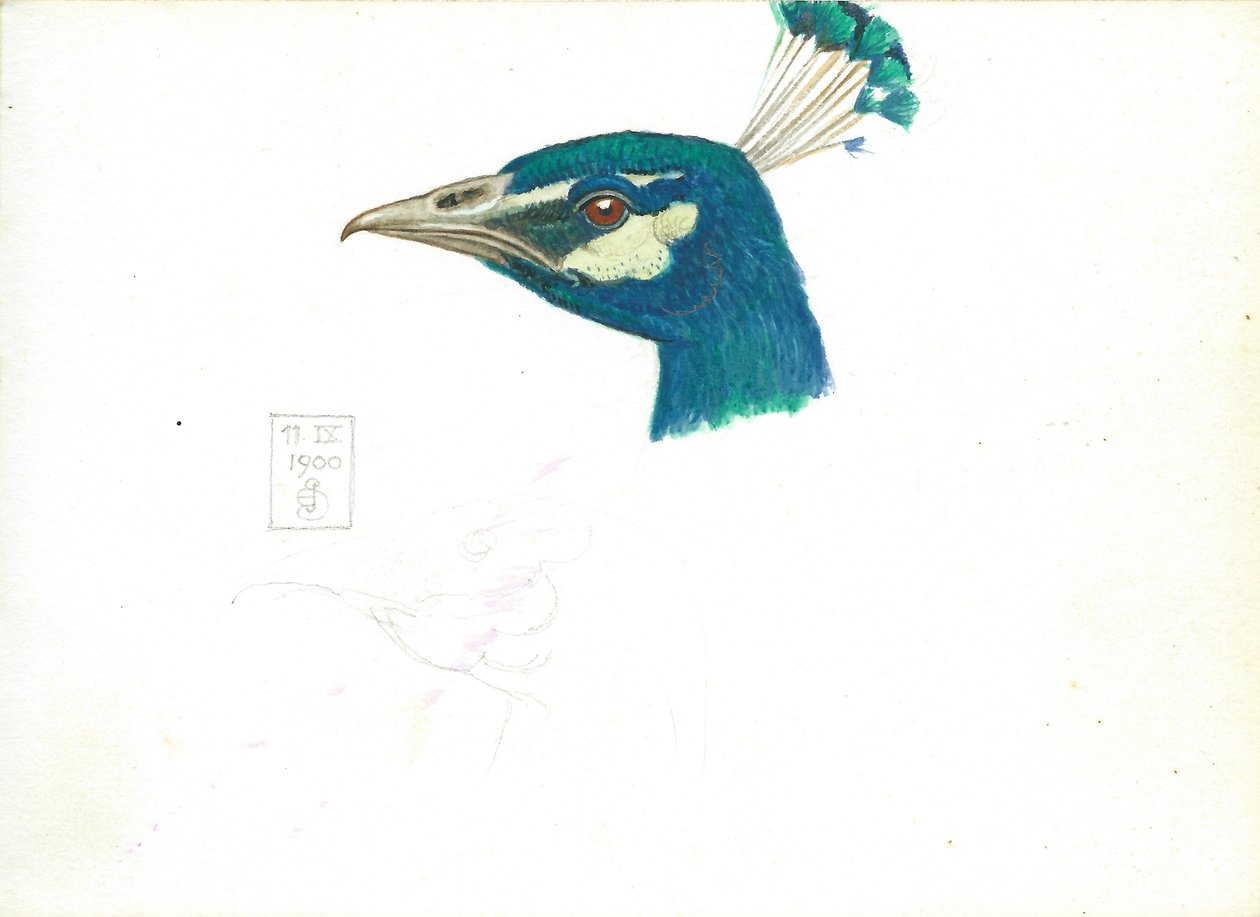 Head of a Peacock, 11 IX, 1900 by Joseph Edward Southall
