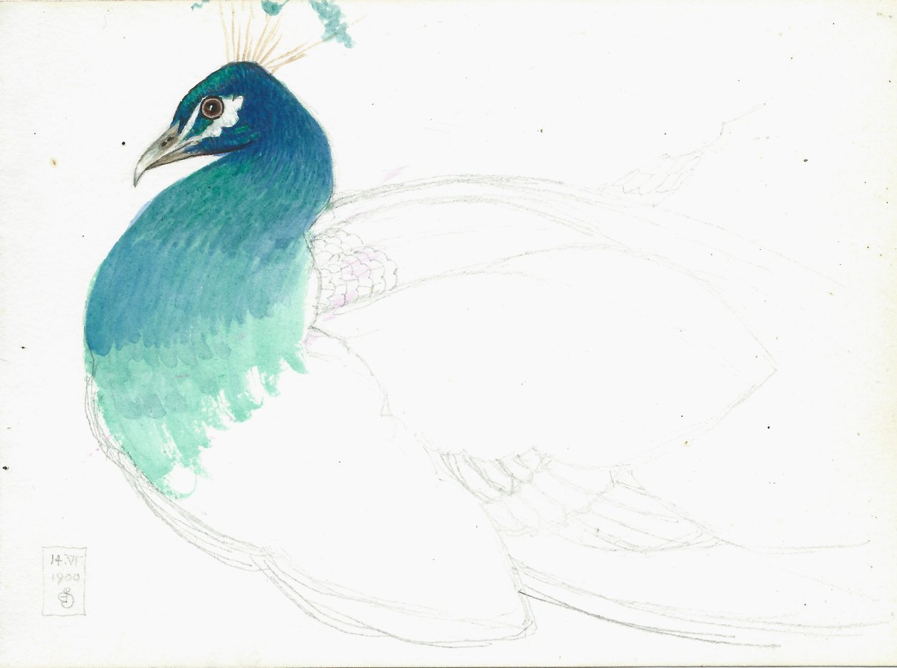 Peacock Looking Left, 14.VI.1900, 1900 by Joseph Edward Southall