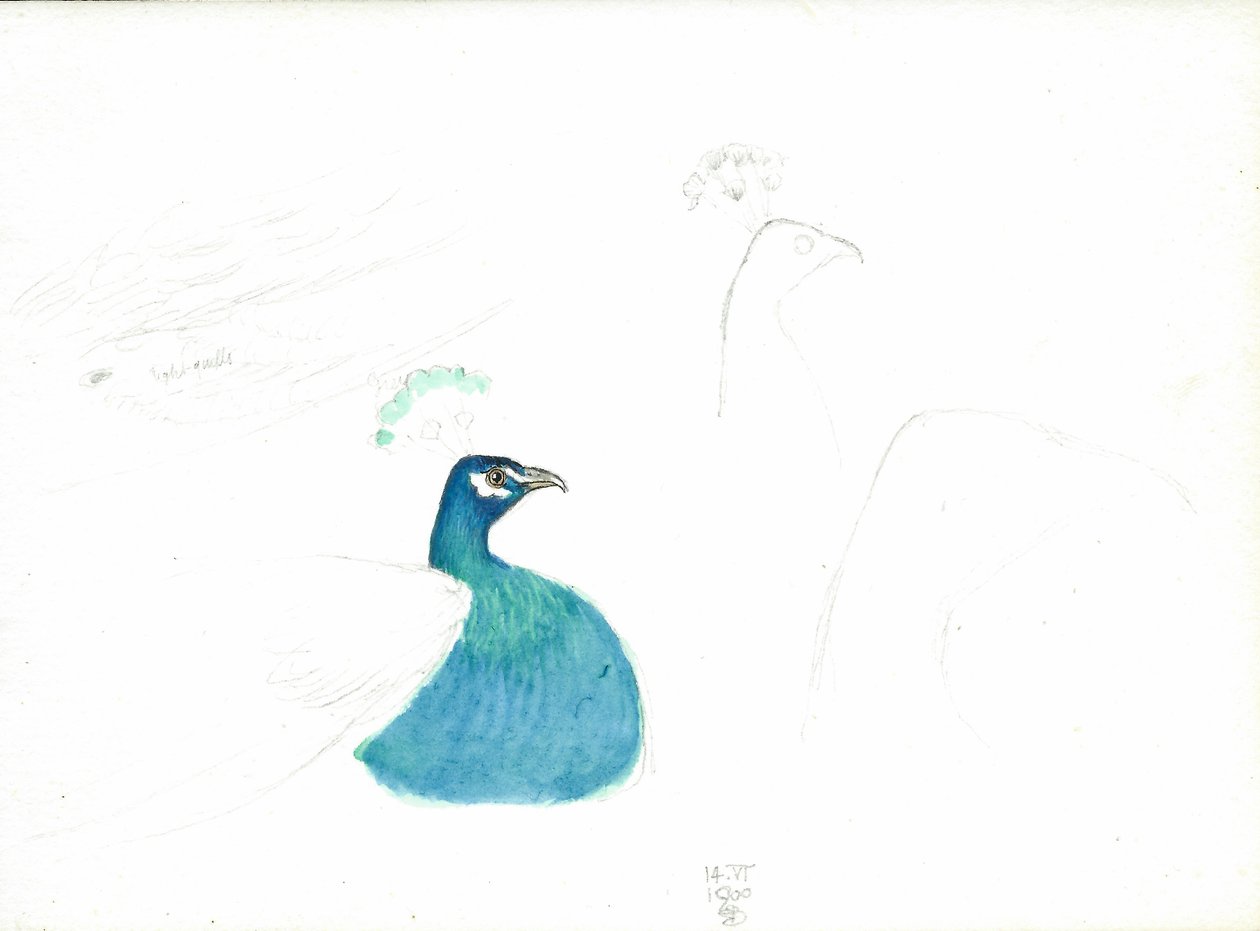 Peacock Looking Right, 14.VI.1900, 1900 by Joseph Edward Southall