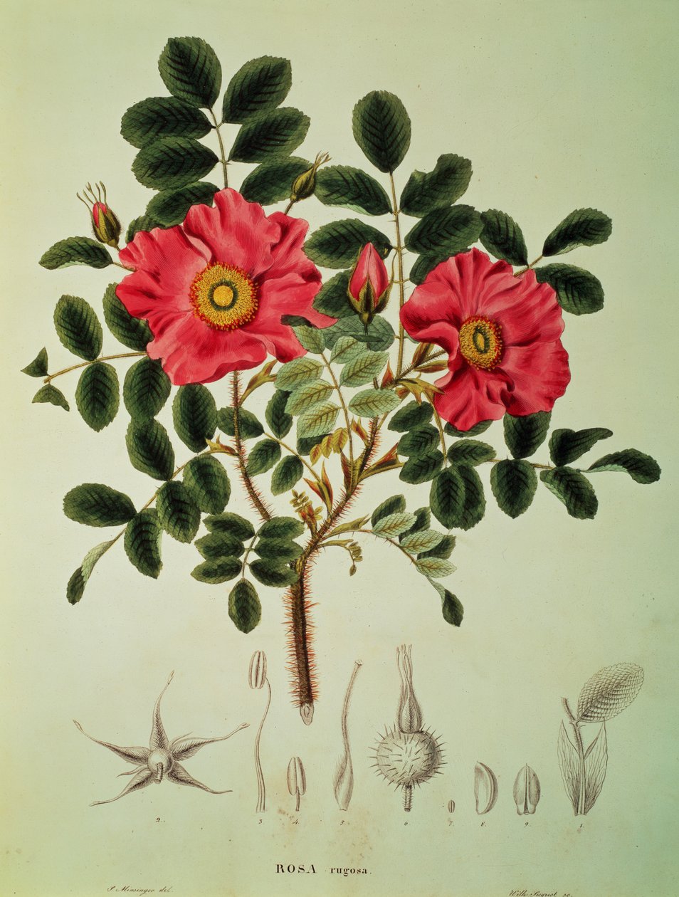 Rosa Rugosa, from 
