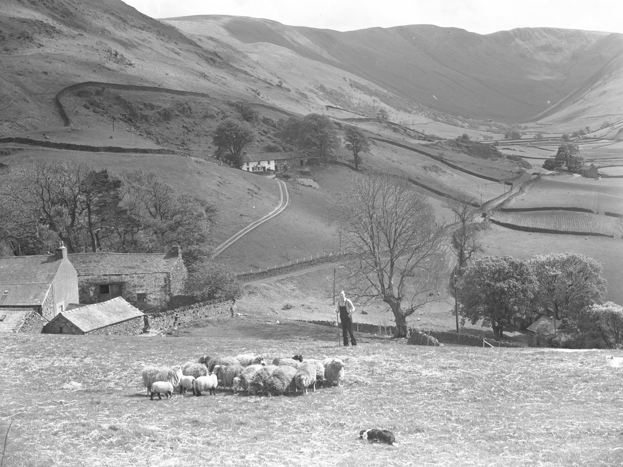 A Shepherd and His Sheepdog Control a Flock of Sheep in a Field at Martindale by Joseph Hardman