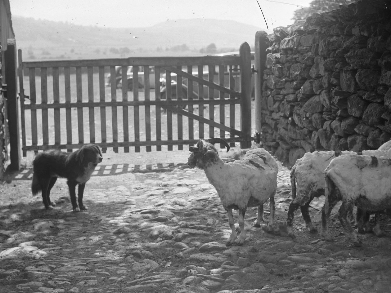 Dog Watching Shorn Sheep by Joseph Hardman