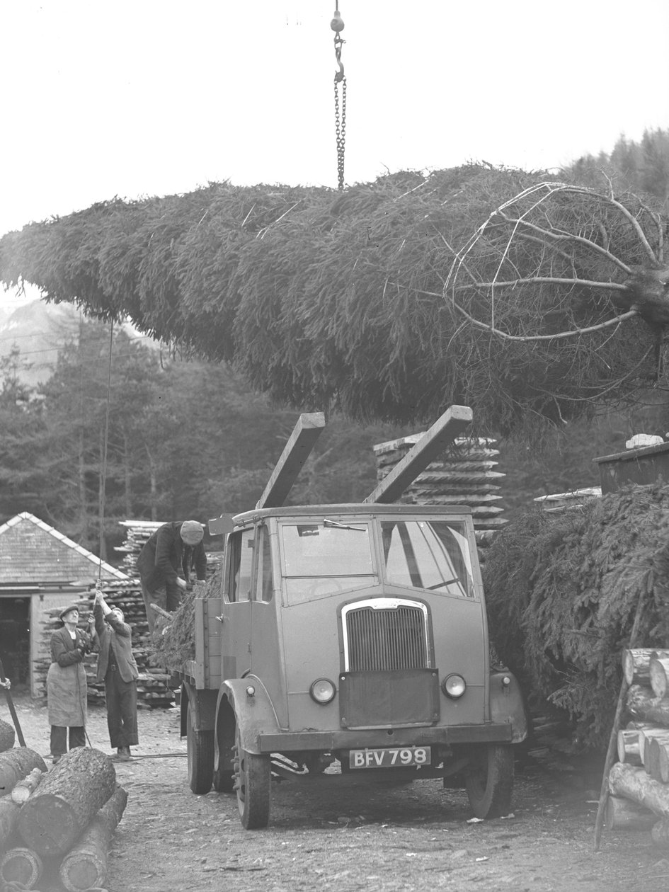 Lorry Being Loaded with Christmas Tree by Joseph Hardman