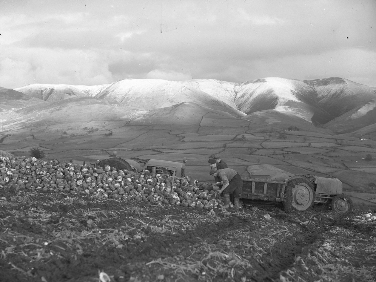Piling turnips up for loading at Firbank by Joseph Hardman