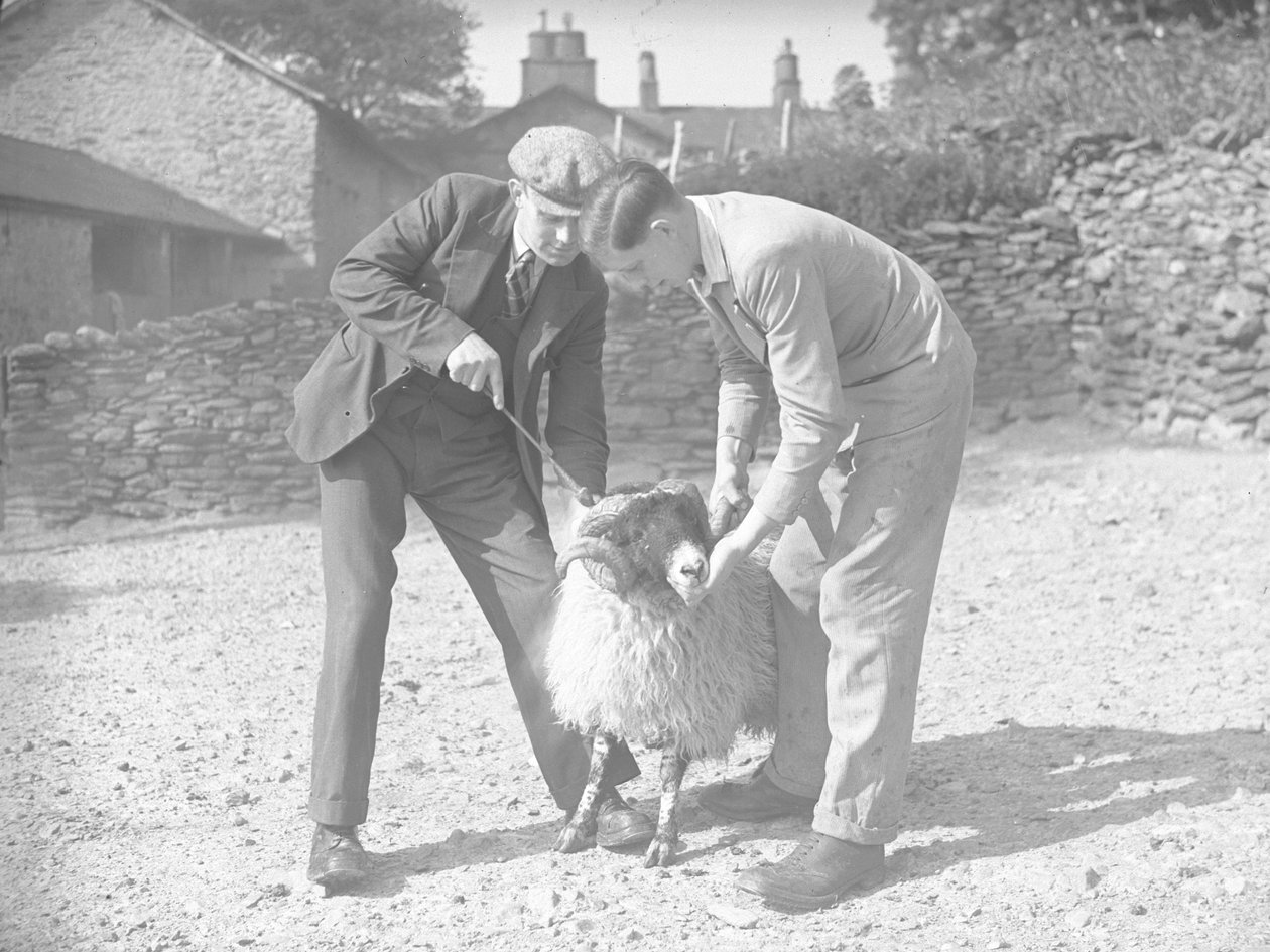 Sheep Being Held and Horn Branded by Joseph Hardman