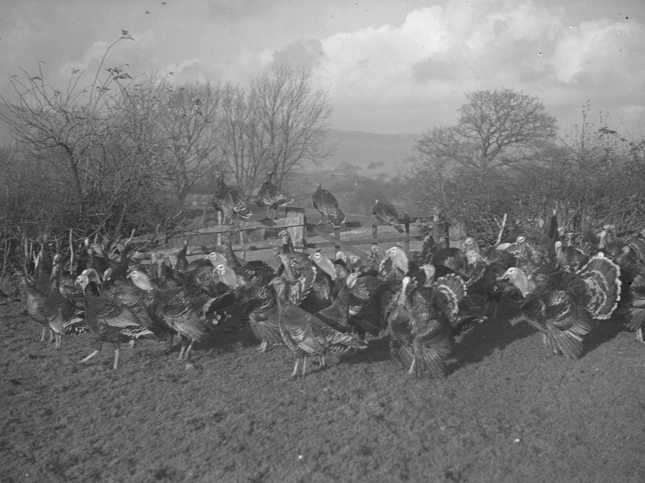 Turkeys in Field and Sitting on Fence by Joseph Hardman
