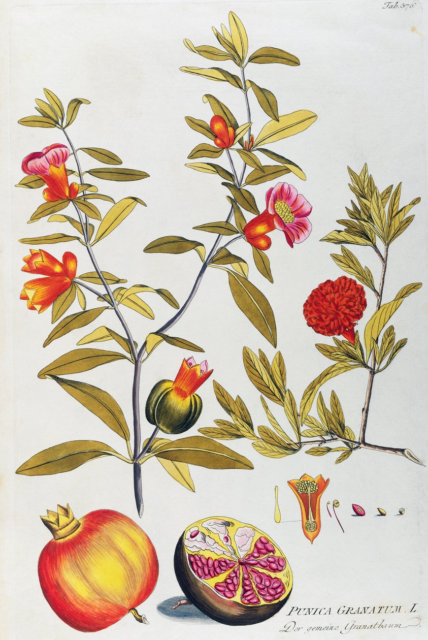 Pomegranate (Punica granatum) from Icones plantarum medicinalium, Vienna by Joseph Jacob Plenck