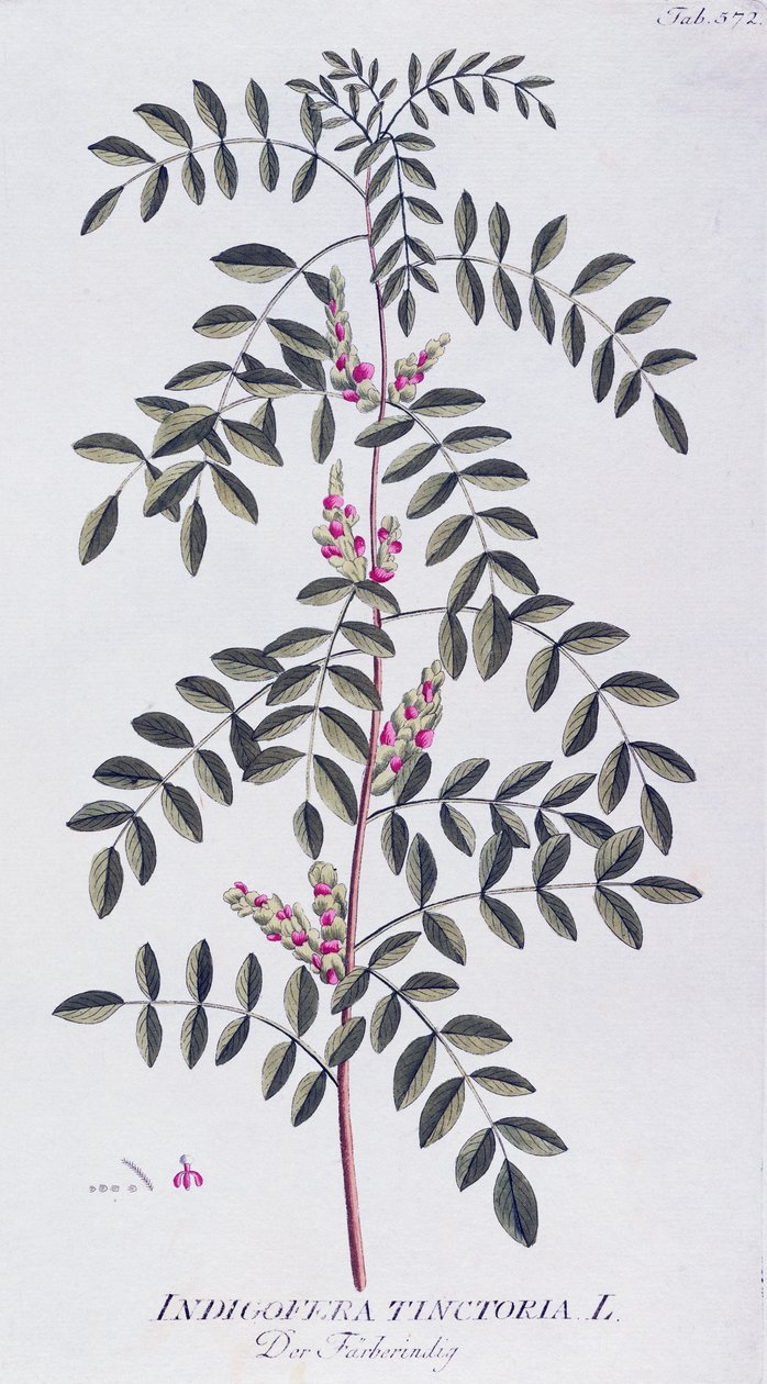 True indigo (Indigofera tinctoria) by Joseph Jacob von Plenck, from Icones plantarum medicinalium, Vienna by Joseph Jacob Plenck