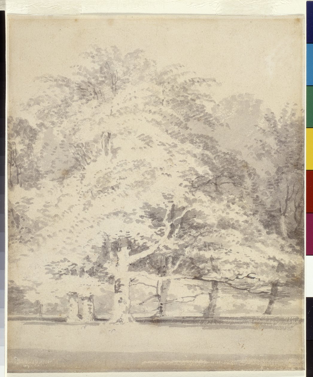 Beech Trees by Joseph Mallord William Turner