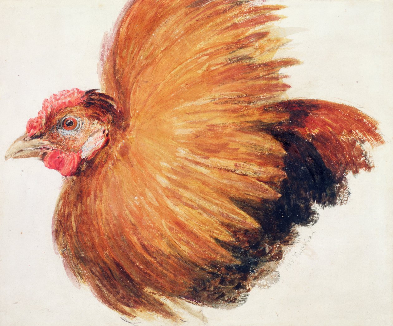 Game-Cock, from The Farnley Book of Birds, c.1816 by Joseph Mallord William Turner