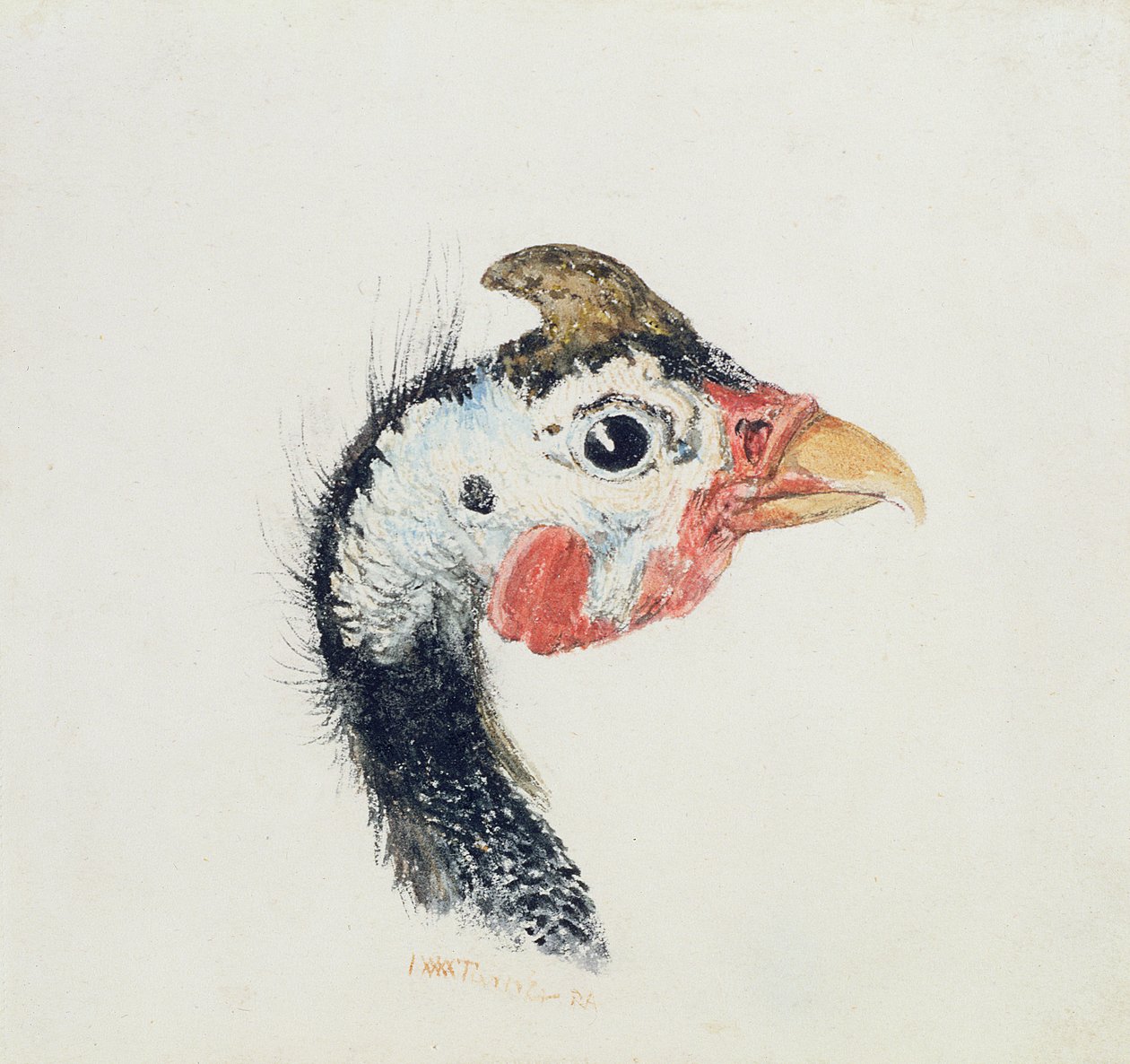 Guinea Fowl, from The Farnley Book of Birds by Joseph Mallord William Turner