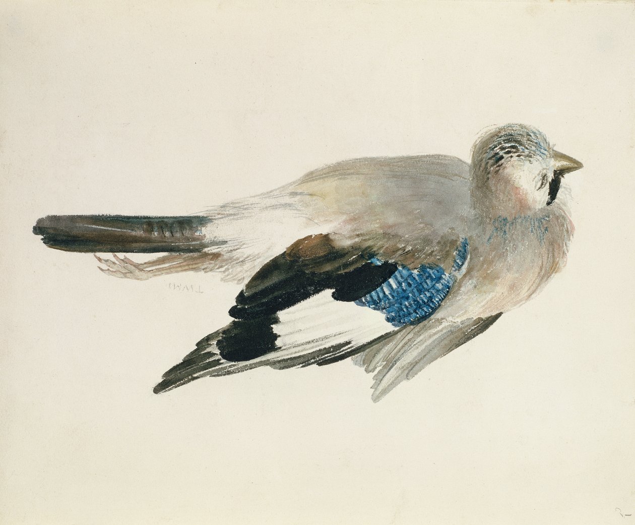 Jay, from The Farnley Book of Birds by Joseph Mallord William Turner