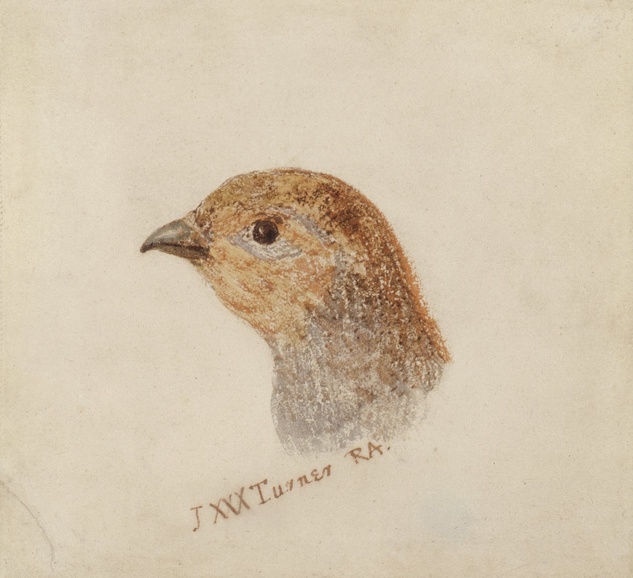 Partridge, from The Farnley Book of Birds by Joseph Mallord William Turner