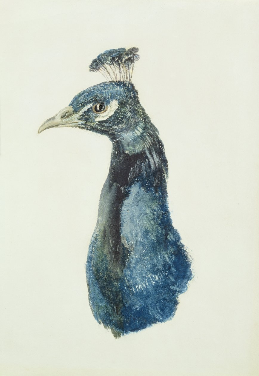Peacock, from The Farnley Book of Birds, c.1816 by Joseph Mallord William Turner