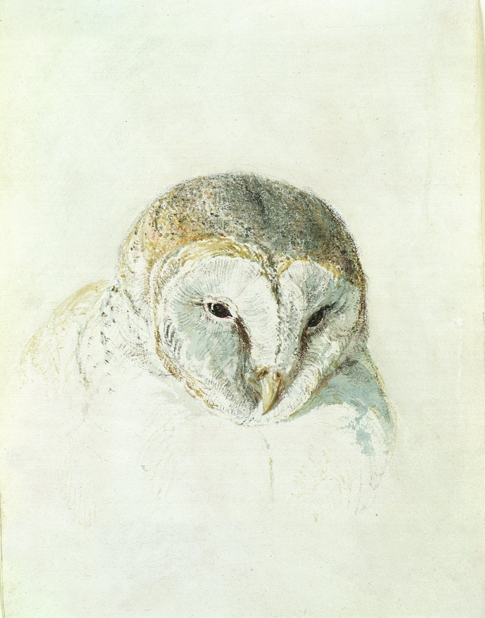 White Barn Owl, from The Farnley Book of Birds by Joseph Mallord William Turner
