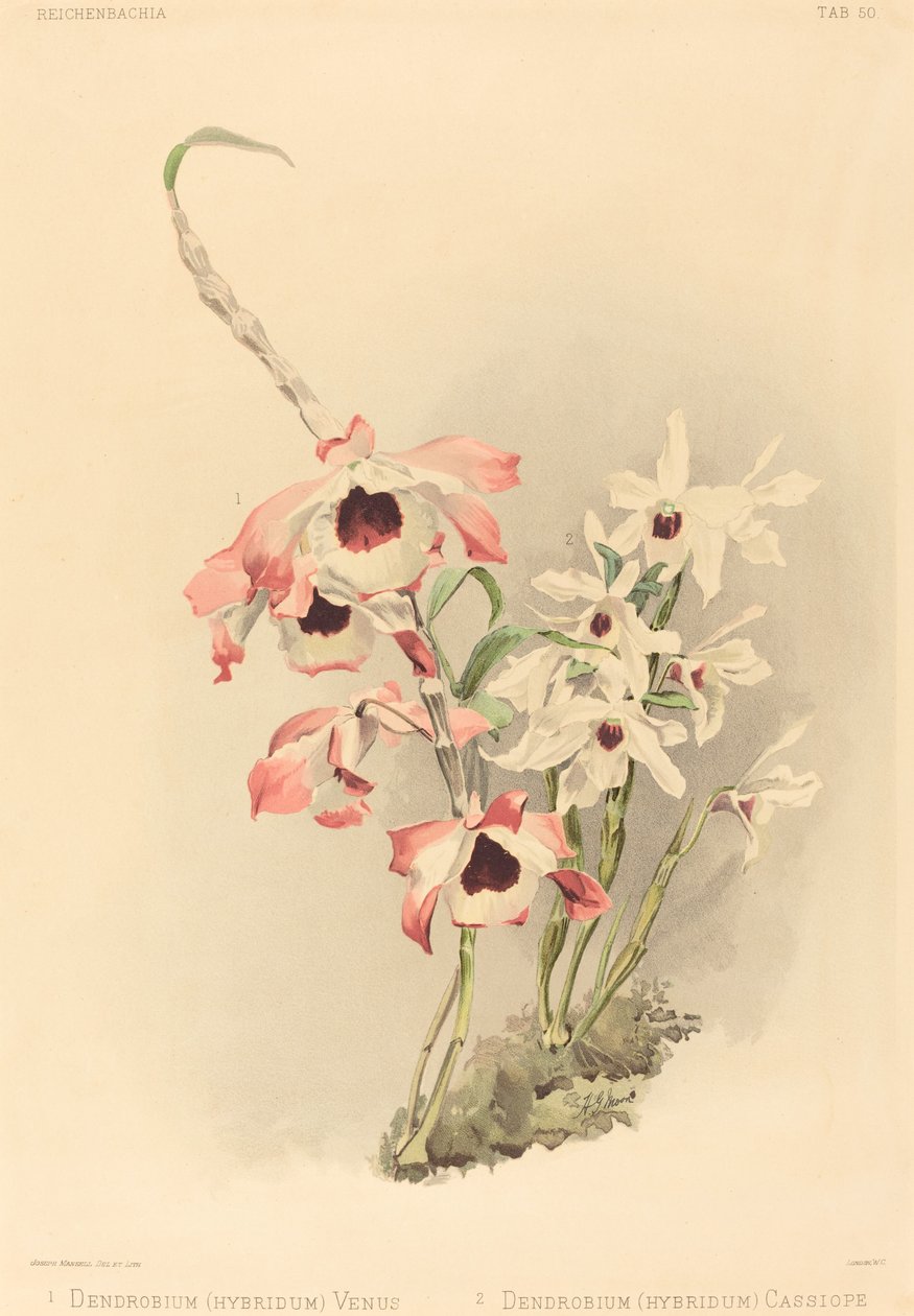 Dendrobium (Hybridium) Venus and Dendrobium (Hybridium) Cassiope by Joseph Mansell after Henry George Moon
