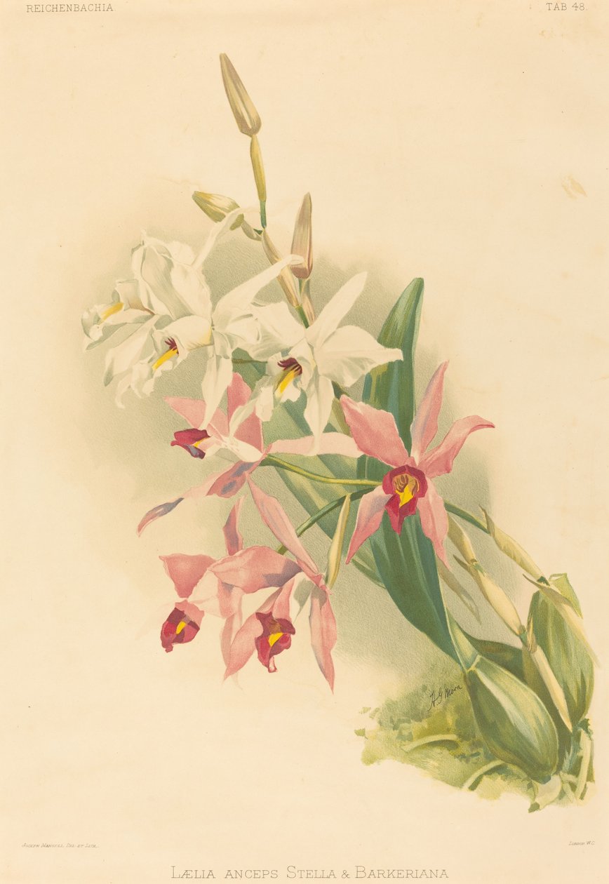 Laelia Anceps Stella & Barkeriana by Joseph Mansell after Henry George Moon
