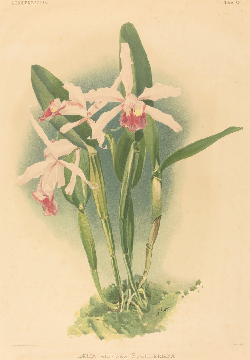 Laelia Elegans Schilleriana by Joseph Mansell after Henry George Moon