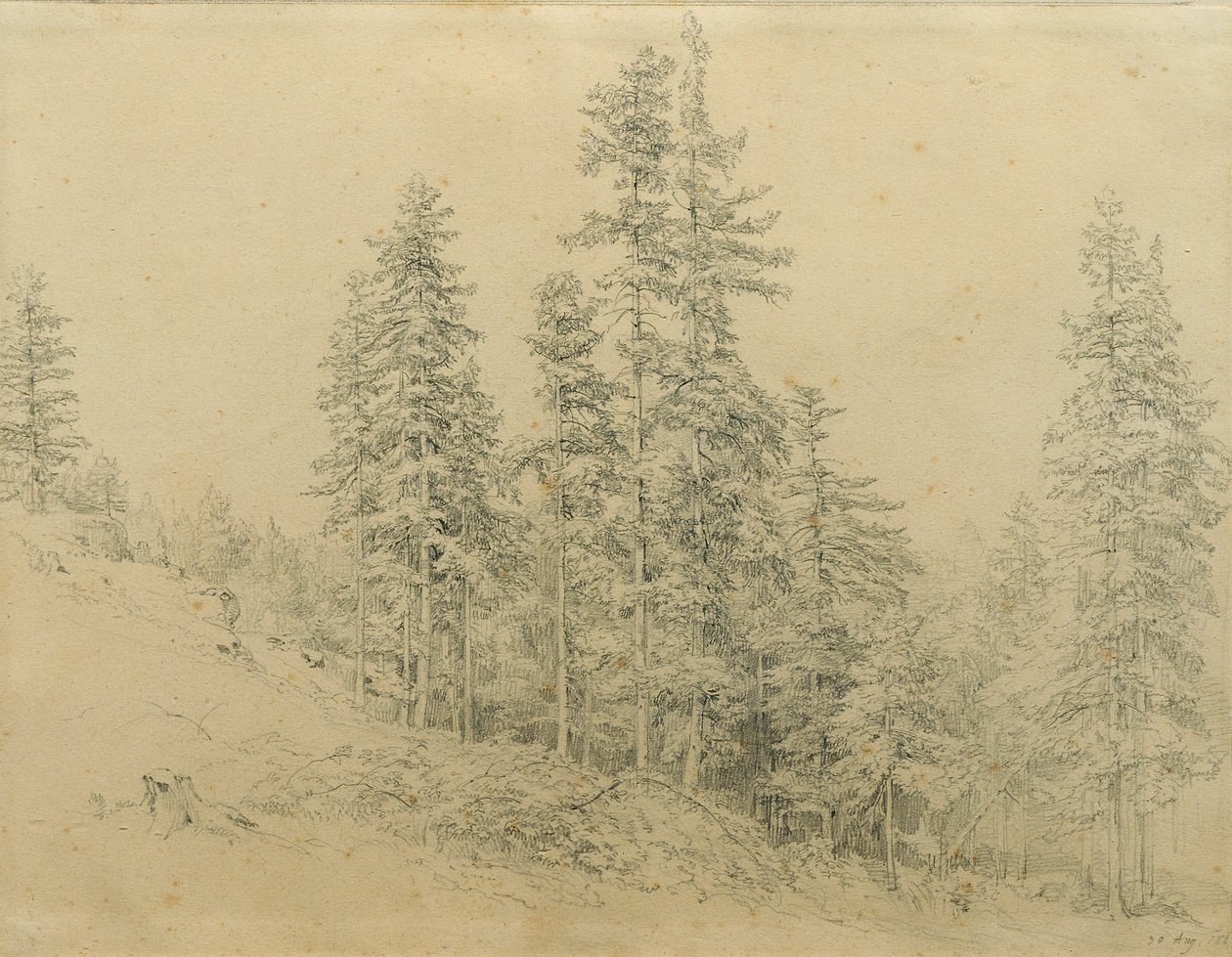 Noble Fir by Joseph Martin Höger