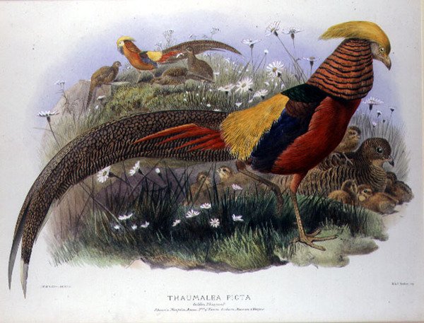 Thaumalea picta (Golden Pheasant) engraved by M. & N. Hanhart by Joseph and Smit J. Wolf