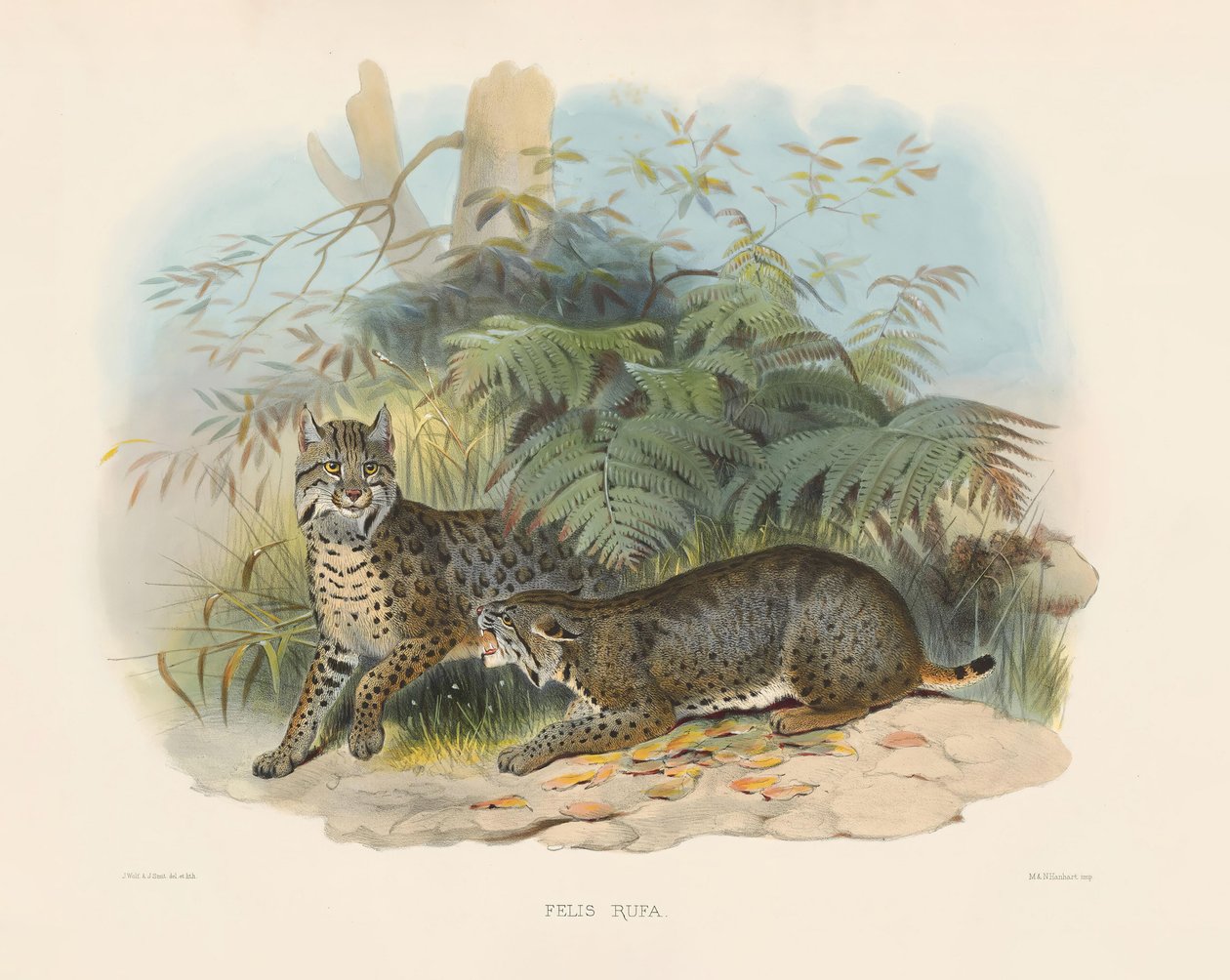 Bobcat by Joseph Wolf