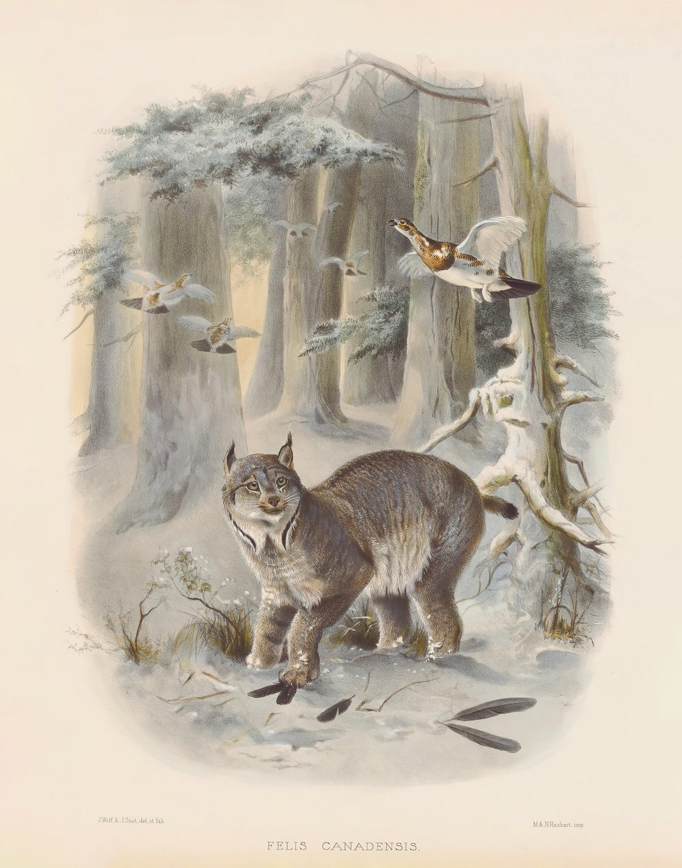 Canadian Lynx by Joseph Wolf