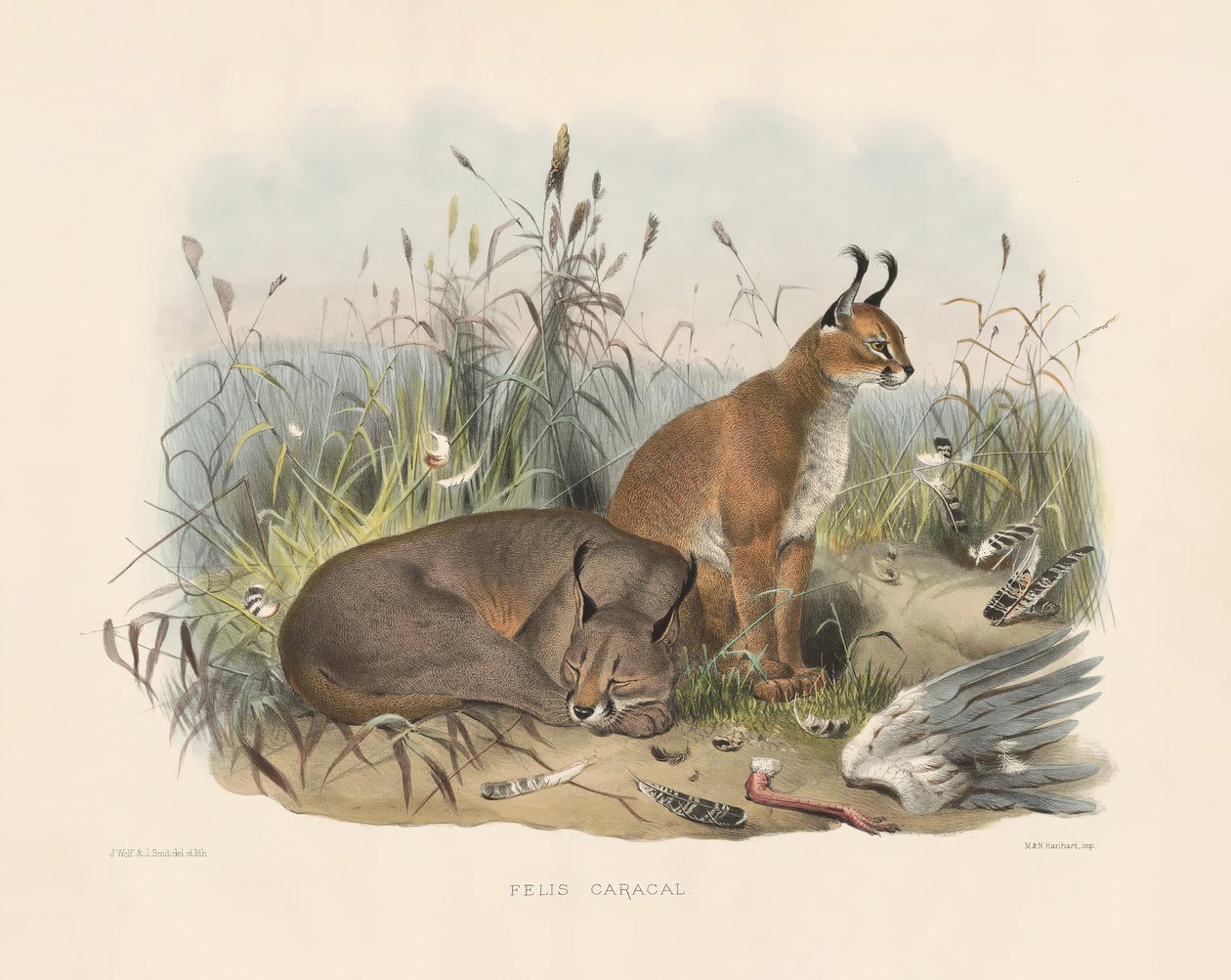 Caracal by Joseph Wolf