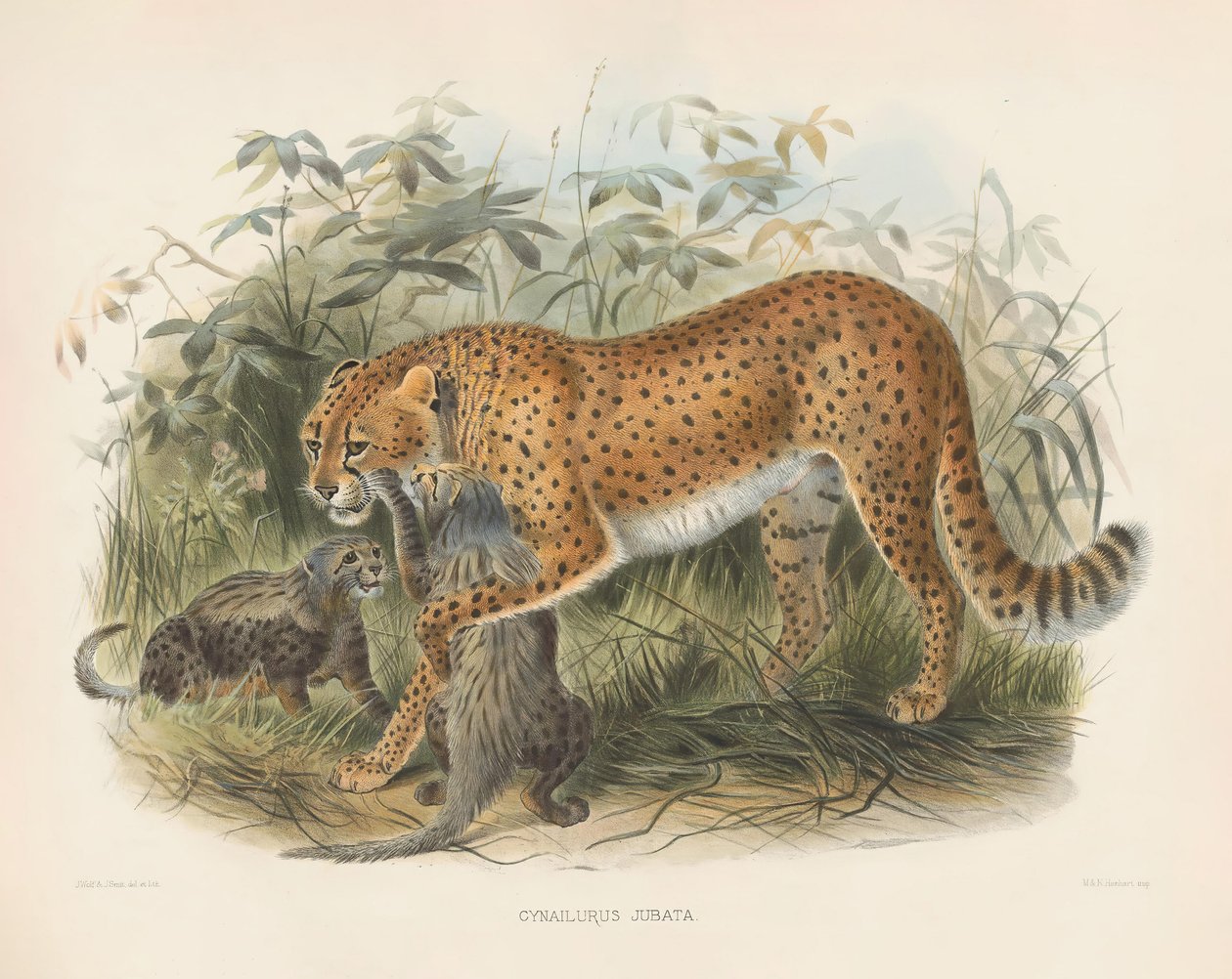 Cheetah with Cubs by Joseph Wolf