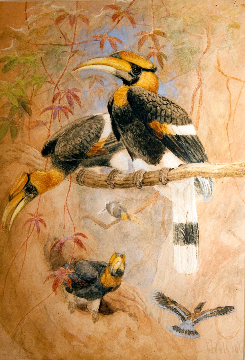 Concave-casqued Hornbill by Joseph Wolf
