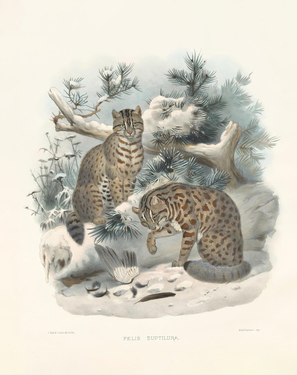 Eurasian Lynx by Joseph Wolf