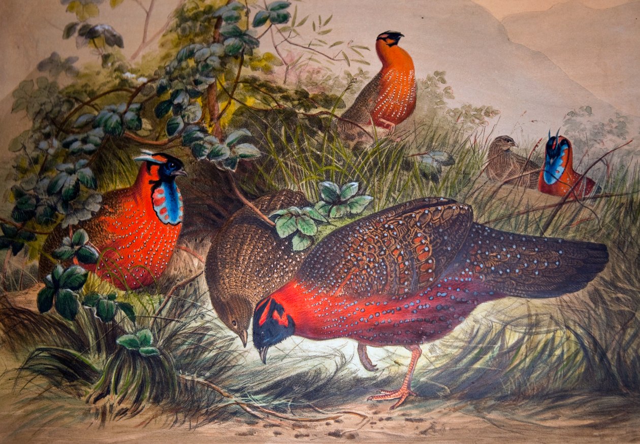 Horned Tragopan by Joseph Wolf