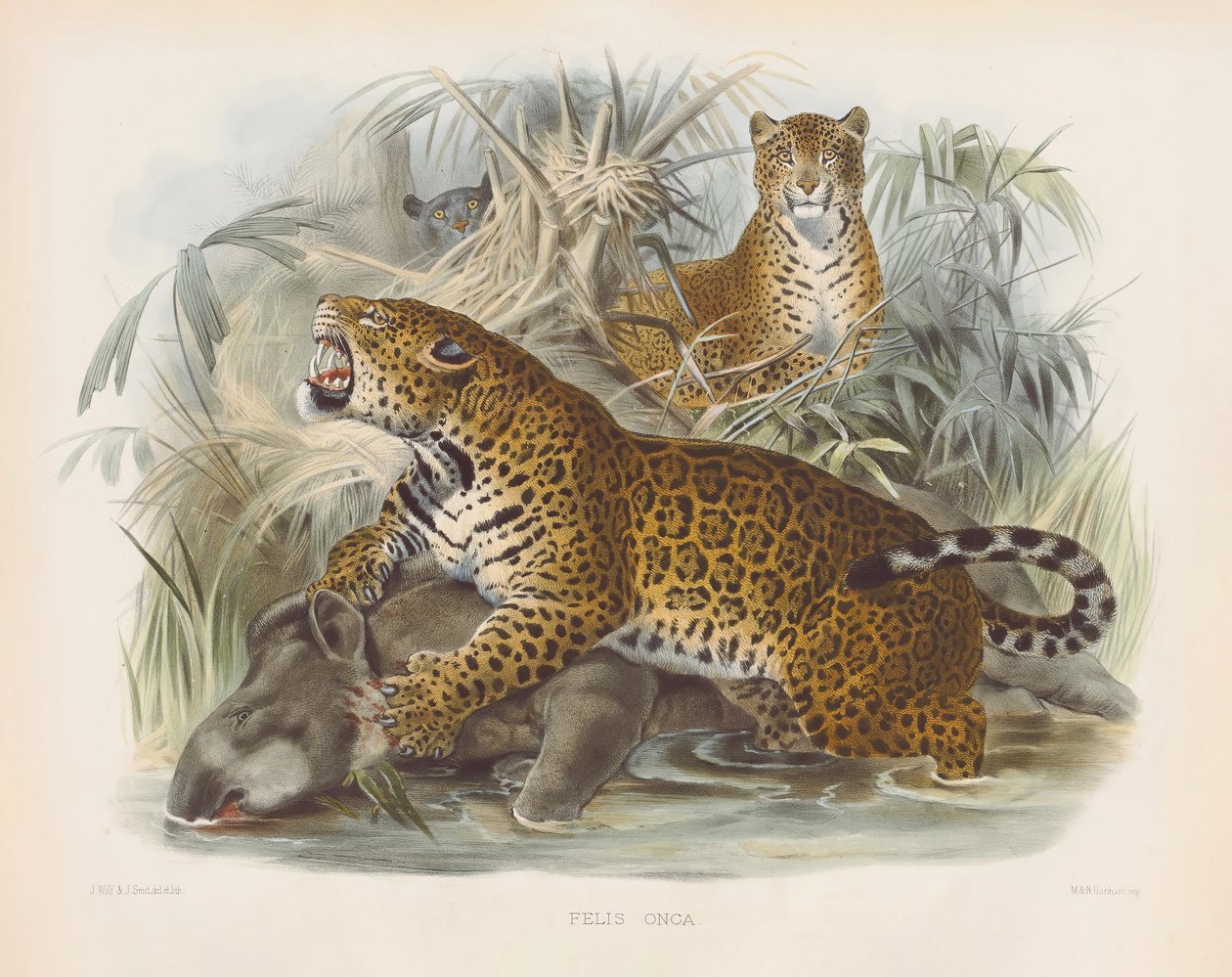 Jaguar by Joseph Wolf