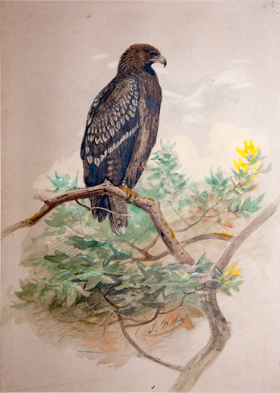 Spotted Eagle (Aquila clanga), 1856-67 by Joseph Wolf