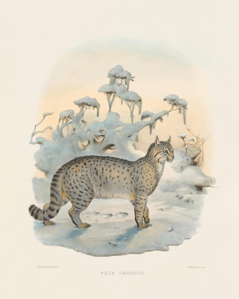 Steppe Lynx (Felis caudatus) by Joseph Wolf